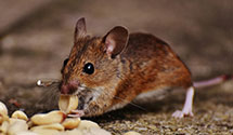 24 Hour & Emergency Exterminators in Corbett, OR